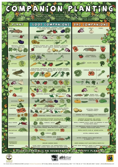 Companion Planting Guide, Companion Planting Chart, Companion Gardening, نباتات منزلية, Square Foot Gardening, Gardening 101, Veg Garden, Have Inspiration, Vegetable Gardens