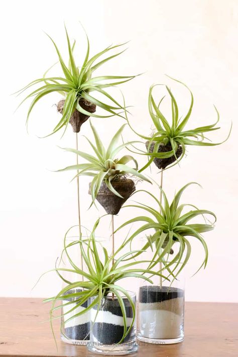 Air Plants Diy, Air Plant Garden, Plant Display Ideas, Air Plants Decor, Air Plants Care, Air Plant Display, Air Plant Terrarium, Inside Plants, Air Plant Holder