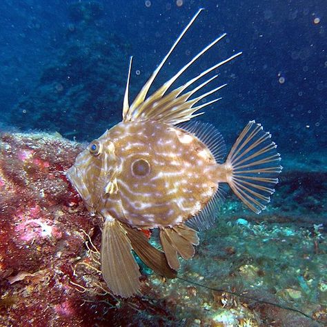 From Wikiwand: The John Dory is an example of a fish known as a Dory John Dory Fish, Cream Dory, Dory Fish, Fish List, John Dory, Marine Fish, Fish Drawings, St Pierre, Animal Species