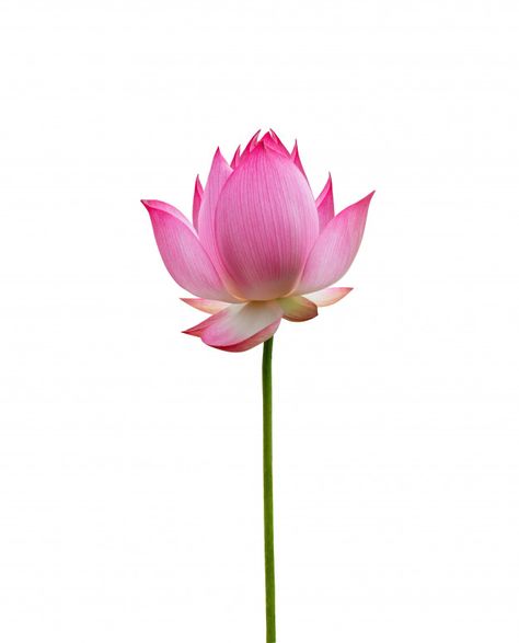 Lotus Flower Png, Lotus Image, Lotus Bud, Lotus Flower Pictures, Logo Flower, Flower Tattoo Drawings, Hummingbird Pictures, Lotus Flower Art, Lotus Art