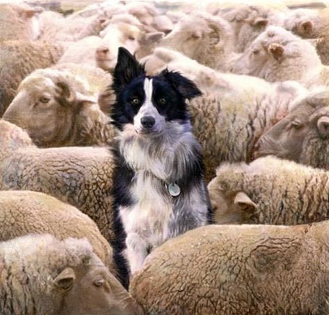 Sheep Dogs, Border Collie Puppies, Farm Dogs, Collie Puppies, Counting Sheep, The Lord Is My Shepherd, Sheep Farm, Labrador Retriever Puppies, Herding Dogs