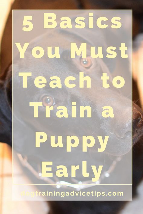 First Night With Puppy, Dog Clicker, Canine Enrichment, Foster Puppies, Dog Clicker Training, Dog Training Tricks, Training A Puppy, Puppy Obedience Training, Train A Puppy