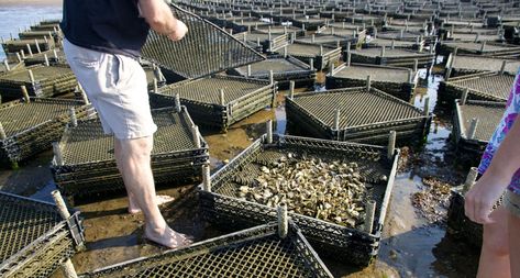 Oyster Farming Architecture, Lobster Farming, Oysters Nutrition, Oyster Farming, Integrated Fish And Poultry Farming, Baby Oyster, Aquaculture Fish Farming, New England Summer, England Summer