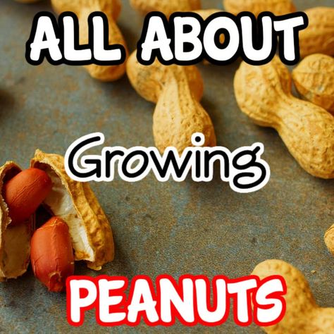 Peanut Growing Guide: Easy Steps & Tips Grow Peanuts How To, Growing Peanuts, Raw Peanuts, Small Yellow Flowers, Organic Peanut Butter, Homestead Gardens, Organic Mulch, Natural Fertilizer, Sandy Soil