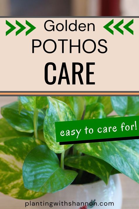 A golden pothos in a white pot. Pothos Care, How To Care For Golden Pothos, Golden Pothos Decor, Golden Pathos, Pothos Leaves Turning Yellow, Golden Pothos Care, How To Take Care Of A Pothos Plant, Neon Pothos Propagate, Plant Experiments