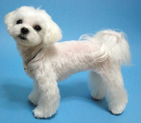 Maltese Teddy Bear Haircut, Maltese Dogs Haircuts, Maltese Haircut, Cleaning Dogs Ears, Dog Grooming Styles, Puppy Cut, Dog Haircuts, Maltipoo Puppy, Super Cute Puppies