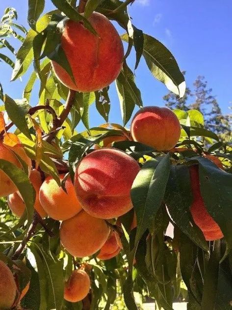 Sufjan Stevens Summer, Peach Festival, Fruit Aesthetic, Somewhere In Northern Italy, Peach Aesthetic, Sufjan Stevens, Peach Fruit, Orange Tree, Nectarine