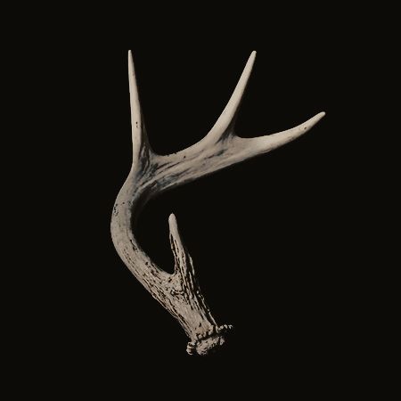 Deer Antler Aesthetic, Deer Antlers Aesthetic, Deer Antlers Reference, Deer Skull, Hannibal Antlers, Stag Aesthetic Dark, Alina Starkov, Game Of Survival, Growth And Decay