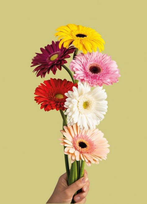 Gerbera Flower, Gerbera Daisies, Gerbera Daisy, Amazing Flowers, Flowers Photography, A Flower, Colorful Flowers, Flower Power, Beautiful Flowers