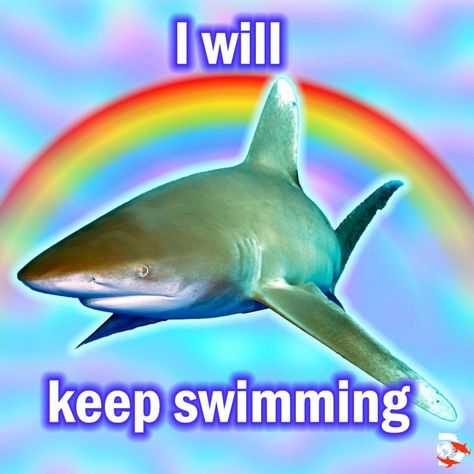 Silly Shark Pfp, Shark Desktop Wallpaper, Sharks In Love, Shark Lockscreen, Shark Pics, Silly Shark, Shark Meme, Silly Sharks, Shark Pfp