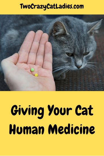 When we have an acute issue, like a headache, we simply pop an over the counter pill. Because of this, you may be tempted to give your cat presumably harmless human medicine too. Before you do this, please take caution. Medicine For Cats, Cat Friendly Over The Counter Medication, Otc Meds For Cats, Cat Friendly Over The Counter Medicine, Cat Health Remedies, Cat Throwing Up, Healthy Cat Food, Cat Medicine, Cat Health Problems