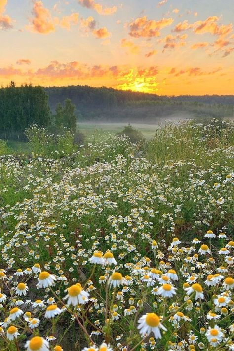 Oopsie Daisy, Sunset Hills, Sunflowers And Daisies, Color Drawing Art, Daisy Field, Favorite Flower, Summer Goals, Country Side, Green Landscape