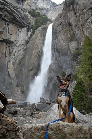 Are dogs allowed in Yosemite? Visiting Yosemite with your dog can be deeply rewarding but having dogs in Yosemite requires planning. Make your visit to Yosemite dog friendly by finding hotels and trails that welcome pets, and know the rules you need to follow. Yosemite Lodging, Yosemite Trip, Merced River, Yosemite California, Dog Friendly Hotels, California Camping, Spring Hiking, Cabin Vacation, Yosemite Falls