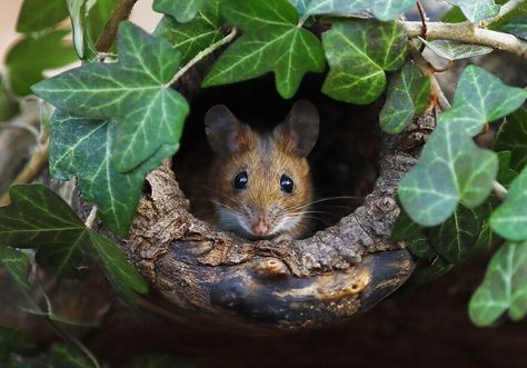 Austrian Wildlife Photographer Captured Uplifting Moments Of These Little Forest Critters (77 New Pics) Brown Mouse, Tattoo Animal, Wildlife Photographer, Wildlife Nature, Wildlife Animals, Woodland Creatures, Hamsters, Sweet Animals, Animal Photo