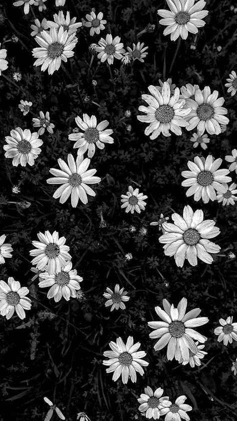 Black And White Daisy Wallpaper, Black Aesthetic Wallpaper Flower, Flower Black And White Aesthetic, Daisy Flower Wallpaper Black, Mom Wallpaper Aesthetic, Kindle Background Black And White, Dark Floral Aesthetic, Paper Napkin Folding Ideas, Welcome Back Elf