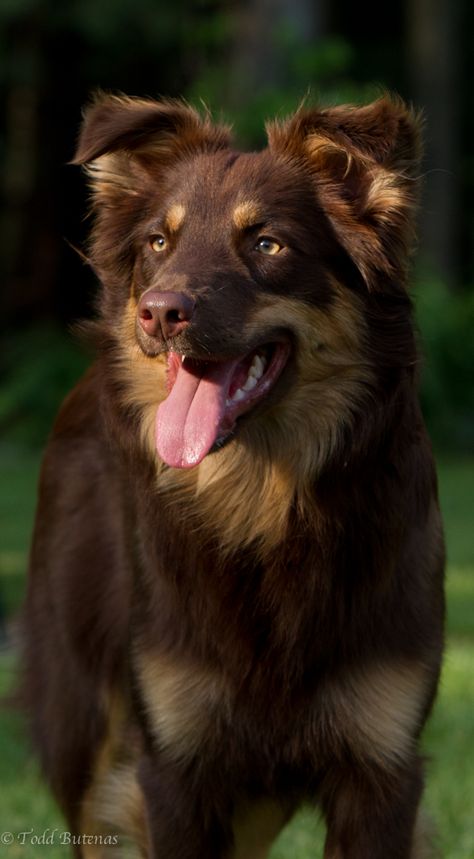 Australian Shepherd - Red Bi Red Australian Shepherd, Australian Shepherd Husky, Red Tri Australian Shepherd, Australian Shepherd Red Tri, Merle Australian Shepherd, Aussie Shepherd, Aussie Puppies, Aussie Dogs, Australian Shepherd Dogs