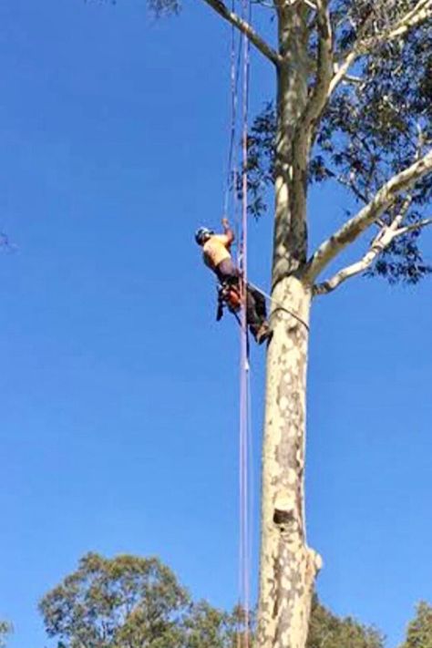 Correct tree pruning is often required to keep trees healthy by reducing the risk of failures and removing dead/diseased branches Tree Lopping, Lumberjack Style, Tree Pruning, Tree Removal, Liability Insurance, Tree Service, Melbourne