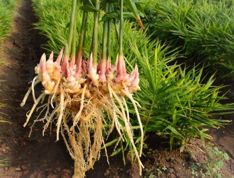 How to Grow Ginger - Backyard Boss Ginger Image, Ninebark Shrub, Bobo Hydrangea, Backyard Boss, Kitchen Herb Garden, Ginger Rhizome, Pot Image, Ginger Roots, Growing Ginger