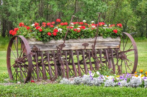 Geraniums in an old seeder, in Sandy Lake, Manitoba Vintage Landscaping Ideas, Old Plow Ideas, Hay Rake Decor Flower Beds, Antique Farm Equipment Landscape, Antique Hay Rake Ideas, Hay Rake Decor, Old Plow Yard Decor, Old Tractor Landscaping, Landscape Architecture Drawing Sketches