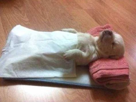 Exhausted But Still Adorable Animals (48 photos) Sleepy Dog, Sleepy Animals, So Sleepy, Top Memes, Happy Animals, Dog Training Tips, Adorable Animals, Funny Photos, Dog Training