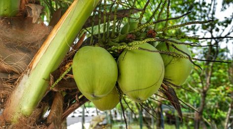 Coconut wine, also known as tuba or bahalina, is a popular drink in the Philippines. Learn about its different variations and how it's made. Coconut Wine, Farming Guide, Coconut Shavings, Crop Production, Cash Crop, Air Kelapa, Coconut Palm Tree, Popular Drinks, Coconut Palm