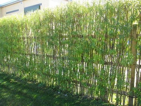 8 Living Fence Ideas to beautify your Outdoor Space - Matchness.com Privacy Fence Decorations, Living Willow Fence, Living Privacy Fences, Pagar Modern, Bamboo Garden Fences, Willow Fence, Living Willow, Natural Fence, Living Fence