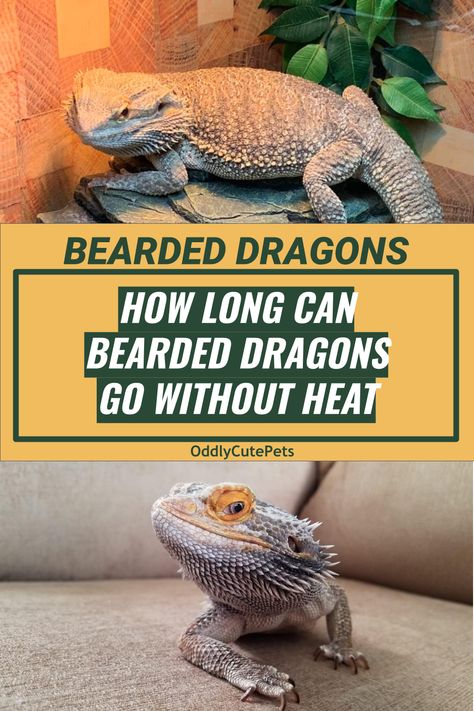 Bearded Dragon Harness, Bearded Dragon Terrarium Ideas, Bearded Dragon Clothes, Lizard Habitat, Bearded Dragon Diy, Bearded Dragon Terrarium, Bearded Dragon Enclosure, Bearded Dragon Cage, Bearded Dragon Habitat