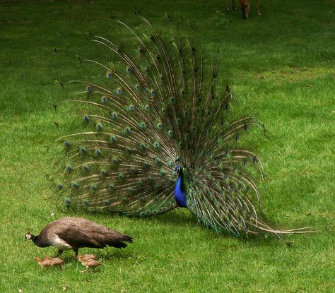 "peacock family - with baby peacocks! | I love how he was showing off and she didn't even glance his way." Photo by Hopefoote (AKA Hope Abrams) via https://flic.kr/p/SvDoE | #peafowl #male #female #chicks #peahen #birds #animals Peacock Family, Female Peacock, Baby Peacock, Feather With Birds Tattoo, Peacock Images, Peacock Photos, The Best Burgers, Peacock Pictures, Peacock Painting