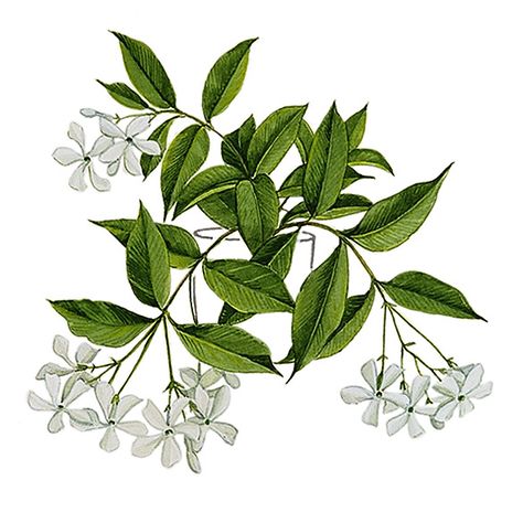 Star Jasmine Illustration, Jasmine Botanical Illustration, Star Jasmine Drawing, Jasmine Illustration Flowers, Star Jasmine Tattoo, Jasmine Illustration, Jasmine Flower Tattoo, Jasmine Drawing, Jasmine Tattoo