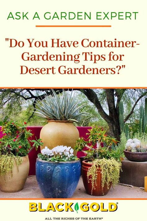 “I live in the Sonoran Desert of Arizona, so I have to garden in containers that can be moved when it gets hot. What is the best thing I can do for plants that are confined in containers in a hot climate like this?” Question from Jacqueline of Casa Grande, Arizona #desert #garden #container #xeric #dry #gardening #potted #plants Garden In Containers, Small Garden Pots, Arizona Plants, Casa Grande Arizona, Potted Plants Patio, Desert Backyard, Patio Container Gardening, Container Herb Garden, Arizona Gardening