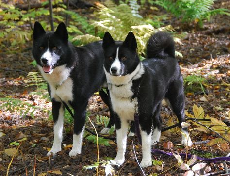 DSC_0288 | Sydan and Kesa, two of our Karelian Bear Dogs....… | Flickr Karelian Bear Dog, Bear Dogs, Beautiful Dog Breeds, Dog List, Bear Dog, Purebred Dogs, Dog Skin, Orange Cats, Family Pets