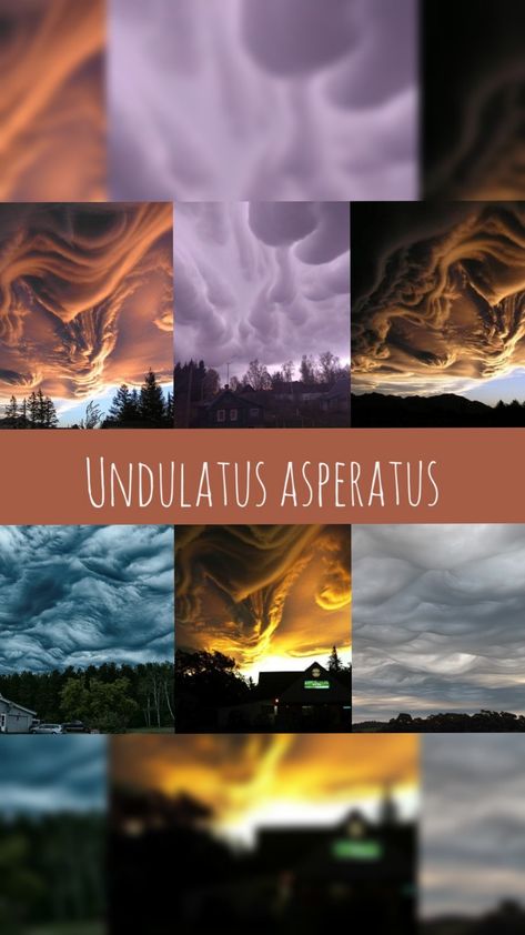 Undulatus asperatus Undulatus Asperatus, Nature