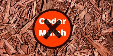 No To Cedar Mulch Cedar Mulch Landscaping, Cedar Mulch, Landscaping Front Yards, Mulch Alternatives, Brown Mulch, Cedar Chips, Garden Mulch, Northern White Cedar, Mulch Landscaping