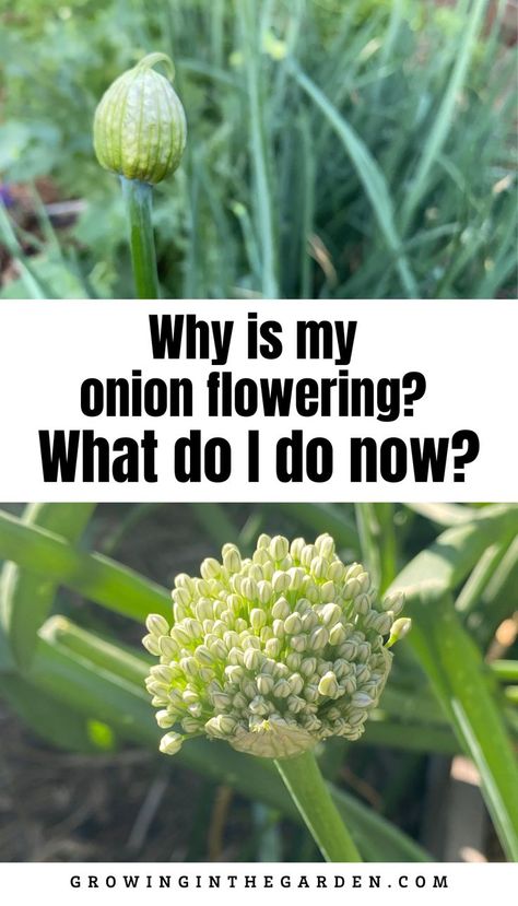 Growing Onions From Seed, Onion Garden, Green Onions Growing, What Do I Do Now, Growing Cilantro, Onion Flower, Growing Onions, Wild Onions, Onion Bulbs