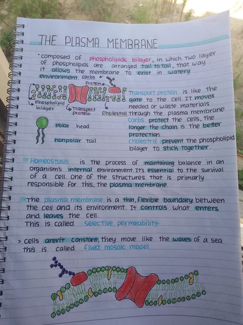 Ap Bio Unit 2 Notes, Photosintesis Notes, Cell Biology Notes College, Grade 10 Biology Notes, Life Processes Class 10 Notes Aesthetic, Plasma Membrane Notes, Premed Notes, Ap Bio Notes, Anatomy And Physiology Notes Study