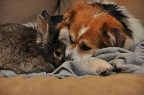 Dog and Bunny Are Best Friends Dog And Bunny, Unlikely Animal Friends, Unlikely Friends, Animals Friendship, Pets 3, Puppies Funny, Baby Puppies, Cute Creatures