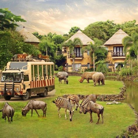 🌴 Safari in Bali: An Adventure Like No Other! 🦁 Hey, Bali lovers! Are you ready for an adventure like no other? Discover the thrilling safari experience at Bali Safari and Marine Park! 🐘✨ 🌍 What Awaits You? Embark on a safari journey through lush jungles and vibrant savannahs, where you can encounter over 60 species of incredible wildlife, including majestic tigers, playful orangutans, and gentle elephants—all in environments that mirror their natural habitats. 🚐 Safari Tour Options: Safari J... Safari Tour, Over 60, Tigers, Lush, Bali, Elephant, The Incredibles, Mirror, Quick Saves