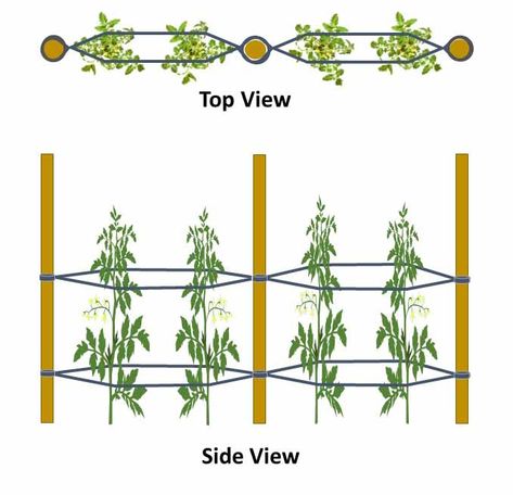 Tomato Plant Support Ideas, Supporting Tomato Plants, How To Support Tomato Plants, Pepper Plant Support, How To Stake Tomato Plants, Growing Tomatoes In Raised Bed, Tomato Stakes Ideas, Diy Tomato Support, Stake Tomato Plants