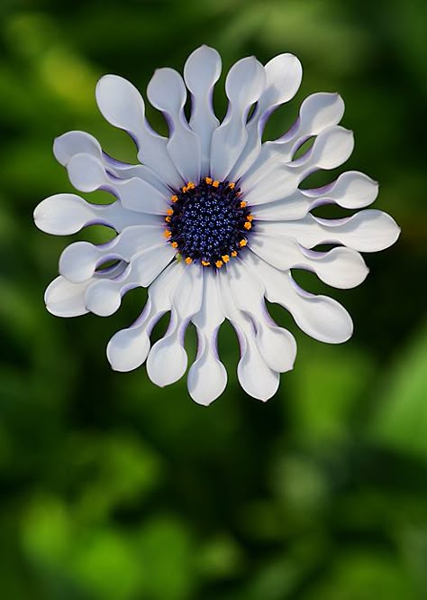 White Spoon Osteospermum photo by Garden Muse African Daisy, Strange Flowers, Plant Fungus, Unusual Plants, Unusual Flowers, Airbrush Art, Rare Flowers, Pretty Plants, Unique Flowers