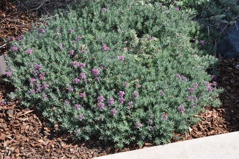 teucrium cossonii majoricum - Google Search Teucrium Cossonii, Autumn Leaf Color, Erosion Control, Attracting Bees, Raised Planter, Plant Information, Soil Ph, Sun And Water, Leaf Coloring