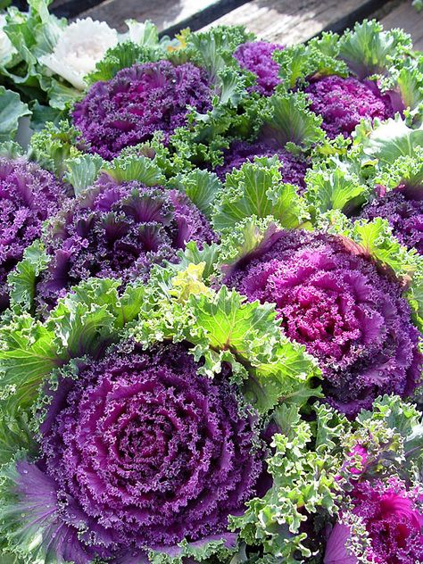 Flowering kale = ornamental kale = flowering cabbage = flowering cole. This is a beautiful cabbage used more often as a garnish than as a vegetable. Flowering Kale, Plantarea Legumelor, Cabbage Flowers, Ornamental Kale, Ornamental Cabbage, Purple Garden, Cabbages, Edible Landscaping, Annual Flowers