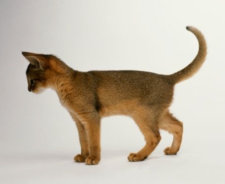 Cat Side Profile Standing, Cat Standing Reference, Kitten Side View, Cat Standing Side View, Cat Side Profile, Cat Side View, Abyssinian Kittens, Cat Side, Animal Poses