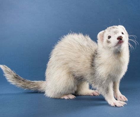 Ferret Poses, Megan Mitchell, Funny Ferrets, Pet Ferret, Cute Ferrets, City Woman, Culver City, Weird Animals, Cute Doodles