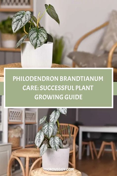 Discover expert care tips for Philodendron Brandtianum to ensure optimum growth and health for your plant. Our comprehensive guide covers all the essentials you need to create the perfect environment for your Philodendron Brandtianum to flourish. Unlock the secrets to successful plant care with our informative article today! Philodendron Brandtianum, Air Layering, Philodendron Plant, Scale Insects, Plant Growing, Spider Mites, Big Leaves, Neem Oil, Growing Indoors