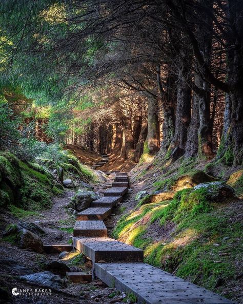 DiscoverDublin on Instagram: “Just an hours drive from Dublin, the beautiful Ballinastoe Woods in Co. Wicklow ⠀ ⠀ Tag who you would bring here after lockdown ☺️⠀ ⠀ ⠀ ⠀…” Wicklow Ireland, County Wicklow, Enchanted Wood, Stairway To Heaven, Walk In The Woods, Nature Aesthetic, In The Woods, Dream Vacations, Beautiful World