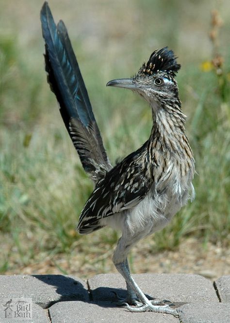 Road Runner Bird, Arizona Birds, Greater Roadrunner, Bird Barn, Desert Animals, All Birds, Bird Pictures, Road Runner, Pretty Birds