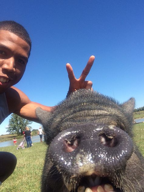 Pig Selfie Pig Selfie, Photo Ideas, Healthy Recipes, Collage, Animals, Pins