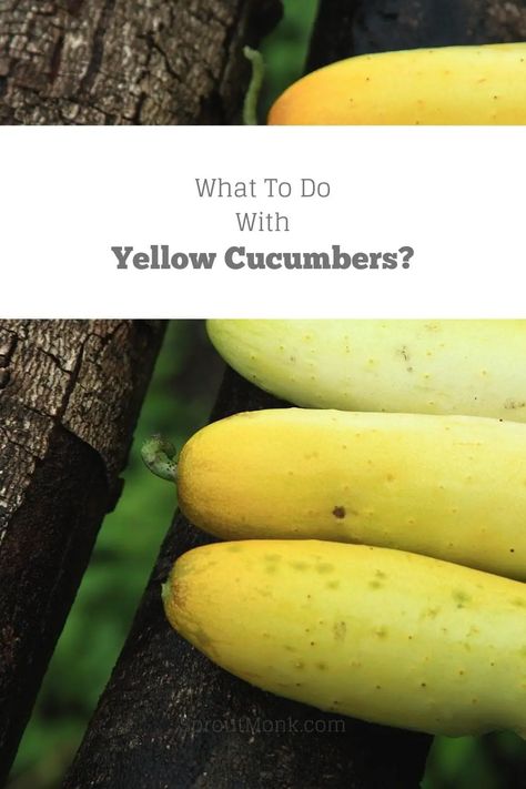 What To Do With Yellow Cucumbers? [10 Ideas] - Sprout Monk Yellow Cucumber Pickles, Yellow Cucumbers What To Do With, Yellow Cucumber Recipes, Yellow Cucumbers, Yellow Cucumber, Cucumber Recipes, Pickling Cucumbers, Sprouts, Pickles