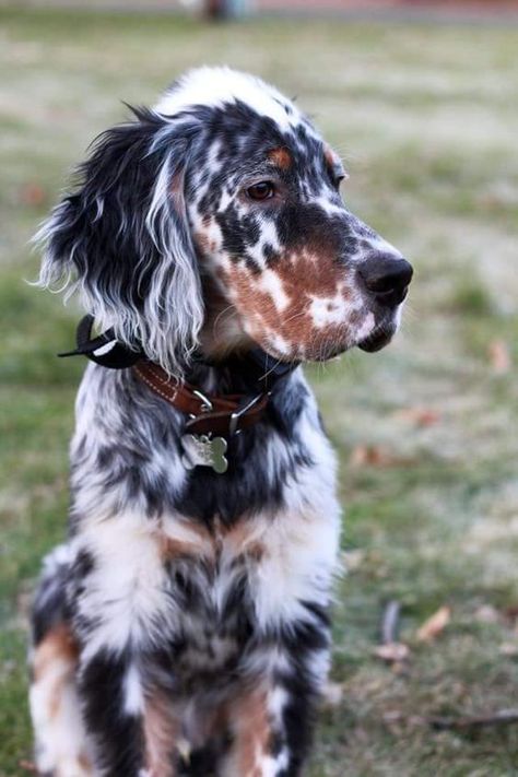 Setter Dogs, English Setters, Dog Dna Test, Haiwan Comel, Cele Mai Drăguțe Animale, Psy I Szczenięta, English Setter, Haiwan Peliharaan, Cute Animal Photos