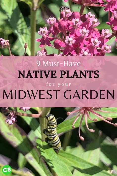 Midwest Garden, Minnesota Garden, Pollinator Garden Design, Michigan Gardening, Native Plant Landscape, Pollinator Plants, Prairie Garden, Native Plant Gardening, Attracting Bees